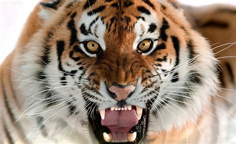 HD wallpaper: Tiger Roar Face HD Wallpaper, brown tiger, Animals, Wild ...