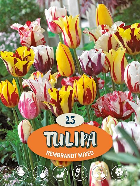 Tulpe Rembrandt Mix Tulipa Mehrfarbig Kaufen Bei OBI