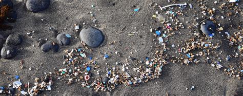 Microplastics In Aotearoa New Zealand Local Sources And Broad Impacts