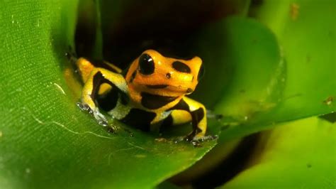 Golden Dart Frog Care Sheet Reptiles Cove