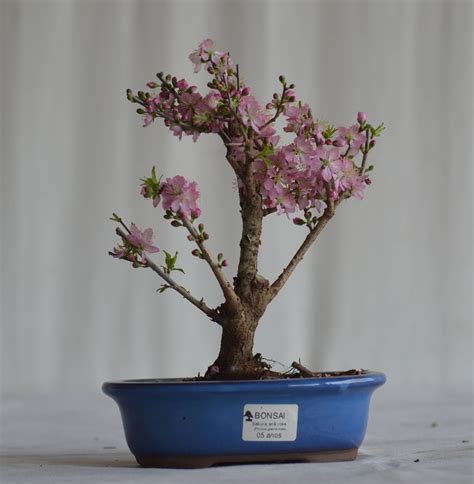 Bonsai Cerejeira Sakura Bonsai Arte Viva