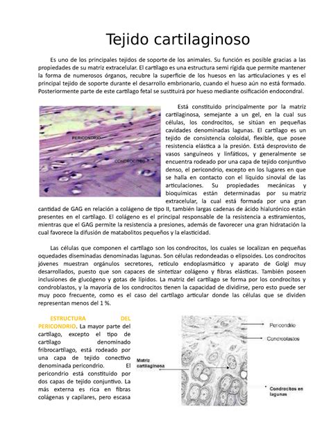 Tejido cartilaginoso Su función es posible gracias a las propiedades