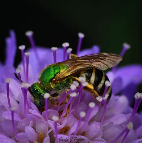 Backyard Beauty Striped Sweat Bee Agapostemon Sp Windsor Flickr