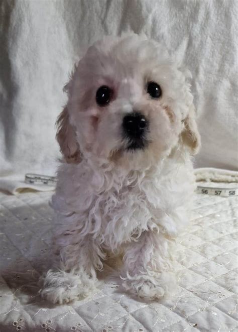 Toy Poodle Puppy Cream