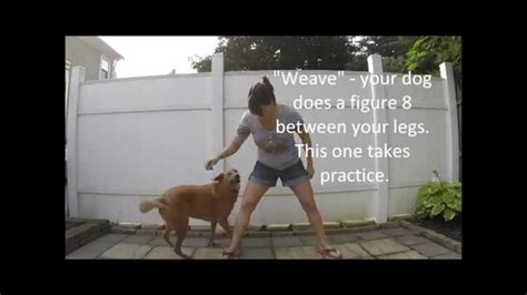 4 Dog Fitness Exercises For Every Dog Youtube