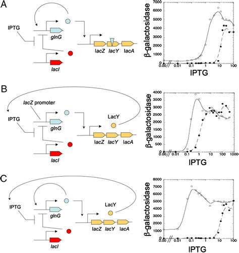 Building Biological Memory By Linking Positive Feedback Loops Pnas