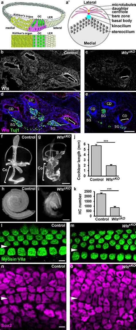 Figure From Wnts Regulate Planar Cell Polarity Via Heterotrimeric G