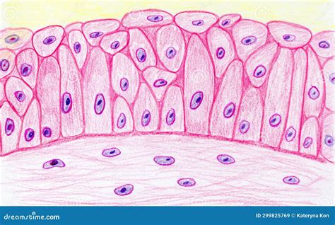 Transitional Epithelium Hand Drawn Illustration Stock Illustration