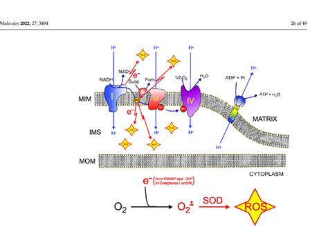 Mitochondrial Respiratory Chain And Sites Of Superoxide Production