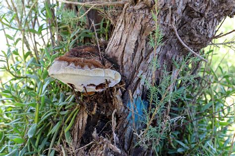 Par Sito Hongo Chaga En El Maletero De Un Grande Rbol Foto