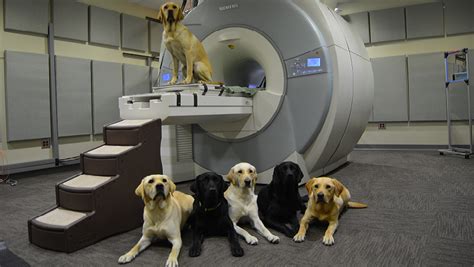 Dog Brain Mri