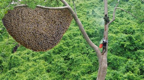 Primitive Technology Amazing Process Catch A Giant Honeybee For Food