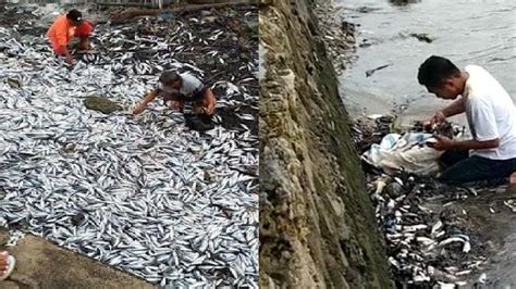 Viral Ribuan Ikan Mati Di Pesisir Pantai Baubau Sultra Diambil Warga