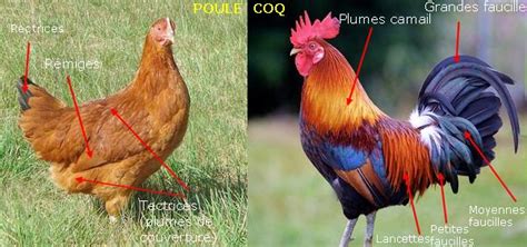 Comment Reconnaitre Une Poule D Un Coq Poussin Communaut Mcms