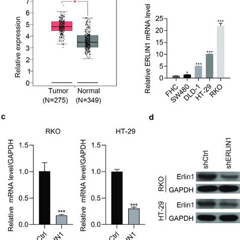 Erlin1 Knockdown Enhanced Anti Tumor Effects Of Matrine In CRC Cells