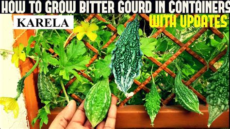 How To Grow Bitter Gourd Karela In Containers With Full Updates