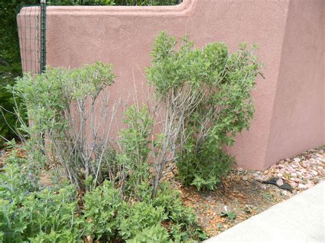 Update On Russian Sage Pruning Colorado Yard Care