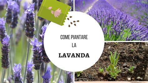 Guida Per Piantare La Lavanda In Vaso Consigli E Tempi Ideali