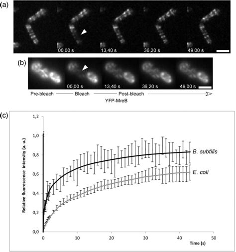 Frap Analysis Of Yfp Mreb A In B Subtilis Cells Js36