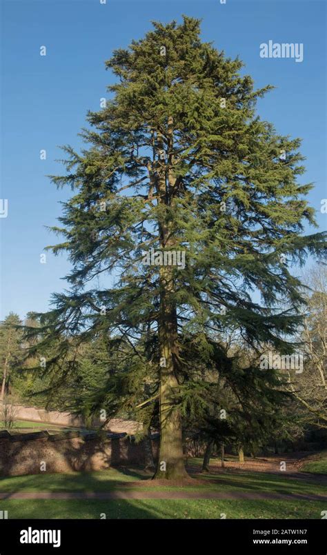 Winter Foliage Of An Old Evergreen Deodar Cedar Tree Cedrus Deodara