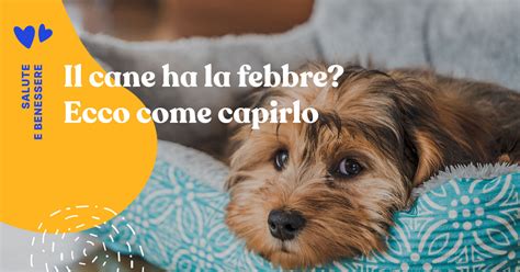 Come Capire Se Il Tuo Cane Ha La Febbre E Come Fare Per Misurarla