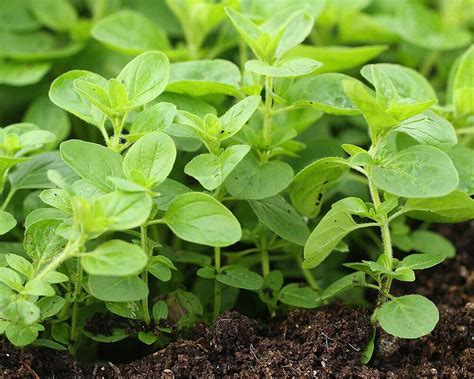 What Do Oregano Seedlings Look Like Chicago Land Gardening