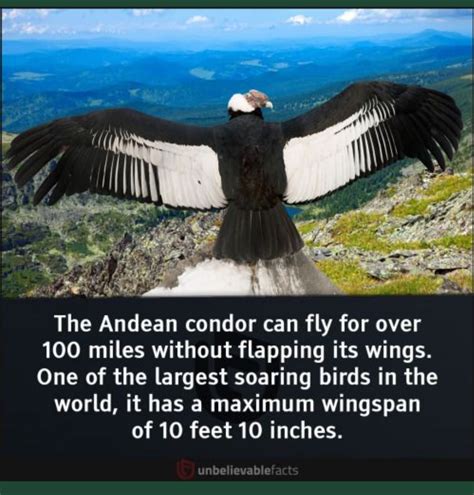 35 interesting facts about extinct animals and birds – Artofit