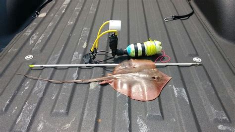 A Stingray That Shot With My Homemade Slingbow Rigged For Bowfishing