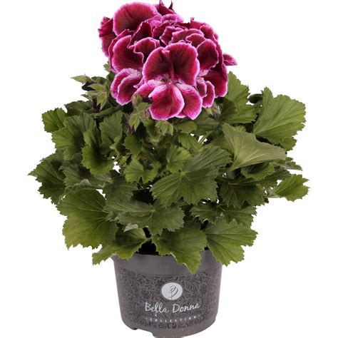 Edel Geranie Bella Donna Dunkelrot Topf Cm Pelargonium