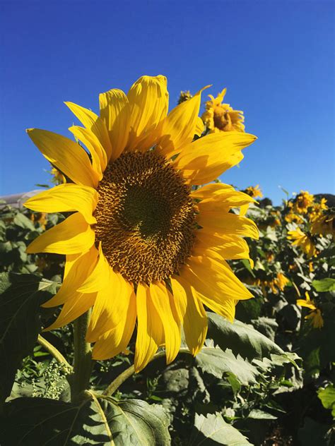 Campos De Flores Em Holambra Saiba Como Visitar Vem Pra Ver