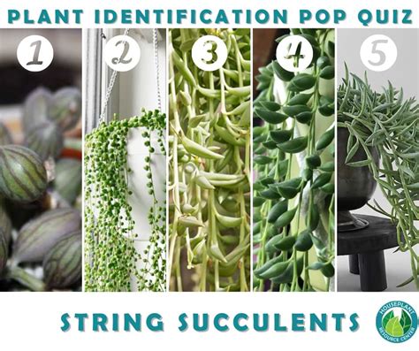 String Succulent Identification | Houseplant Resource Center