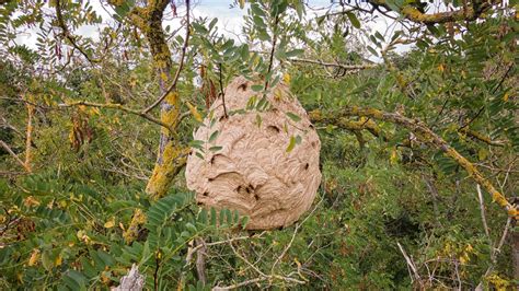 Asian Hornet Nest The Right Reflexes To Have When You Spot An Occupied