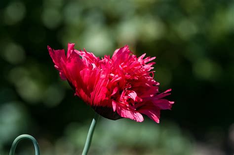 Mohn Rot Roter Kostenloses Foto Auf Pixabay Pixabay