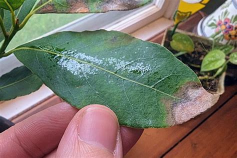 Pourquoi Mettre Des Feuilles De Laurier Sous L Oreiller