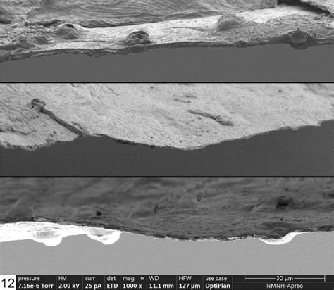 Scanning Electron Micrograph Cross Section Of Dorsal Forewing Scent