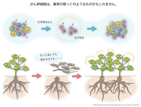 がん 幹細胞情報データベースプロジェクトskip Stemcell Knowledge And Information Portal