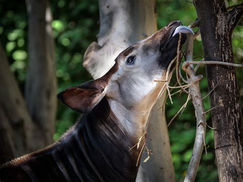 Forest Giraffe Okapi Okapia Johnstoni Also Known As The Flickr