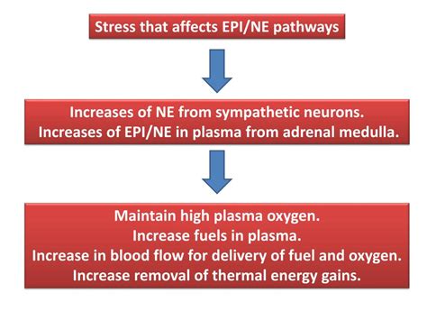 Ppt Epinephrine Epi And Norepinephrine Ne Powerpoint Presentation Id 6683760