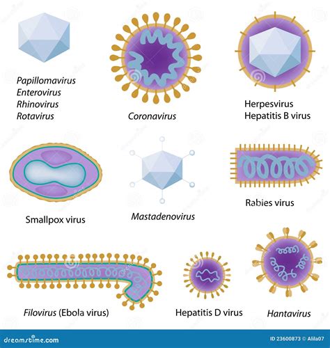 Morphology Of Common Viruses Stock Vector Illustration Of Common