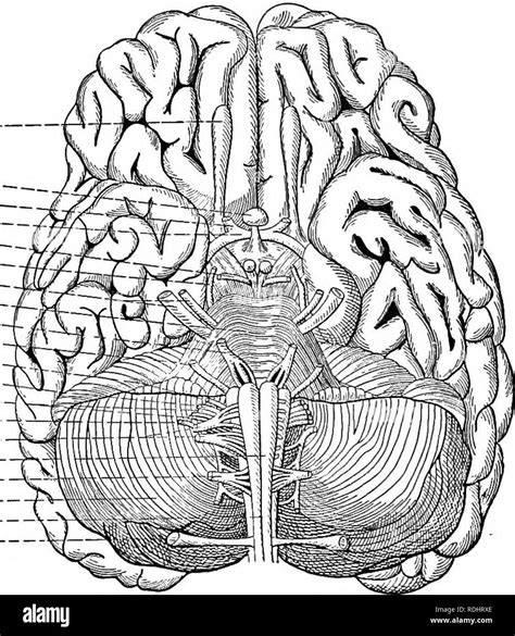 Ein Text Buch Im Allgemeinen Physiologie Und Anatomie Physiologie