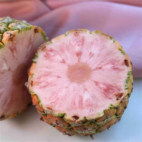 Pink Pineapple – Good Hill Farms