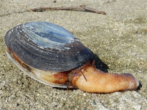 The Mysterious Shell Creatures On Cornish Beach England Cornish