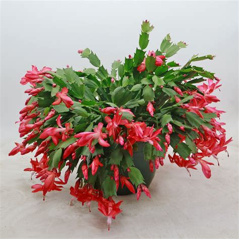 Buy Holiday Cactus Schlumbergera Online Red Flowers Planet Desert