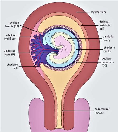 Implantation And Fertilization Flashcards Quizlet