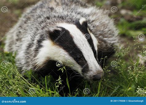 European Badger Meles Meles Adult Standing On Grass Normandy Stock