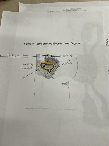 Reproductive Systems Flashcards Quizlet