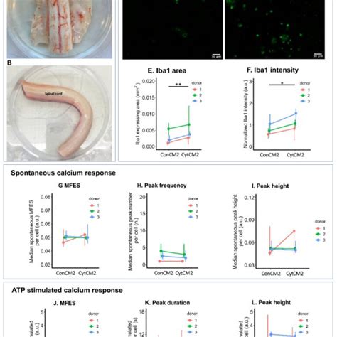 Iba Expression And Calcium Imaging Of Bovine Spinal Cord Microglia