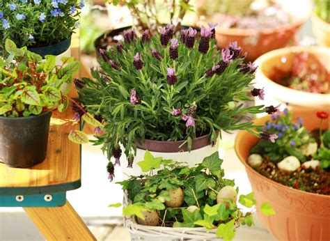 Faire Pousser Plante Interieur Pourquoi Vous Devez Faire Pousser Des