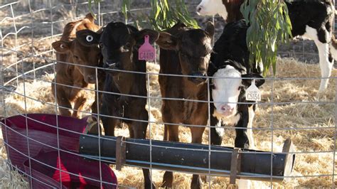 Crossbred Dairy Calves Produced For Beef Supply Chain Farm Online