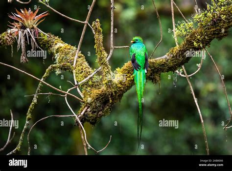 Resplendent Quetzal Pharomachrus Mocinno San Gerardo De Dota San